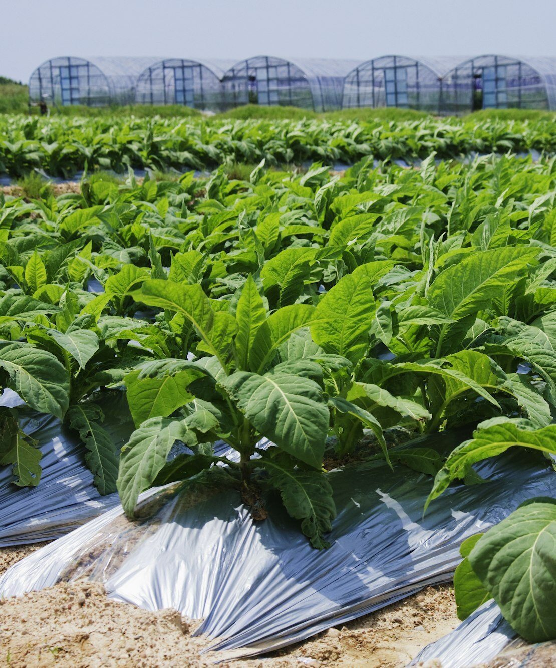 Rows of Tobacco Plants